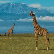 amboseli