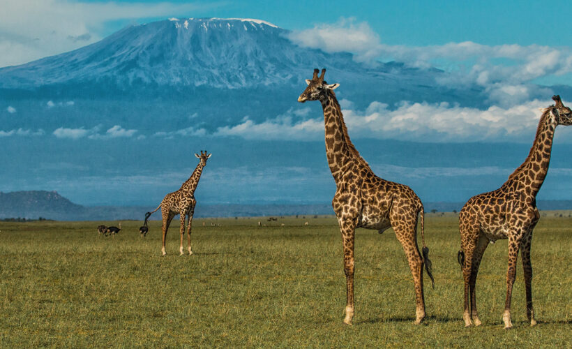 amboseli