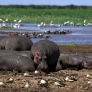 manyara2