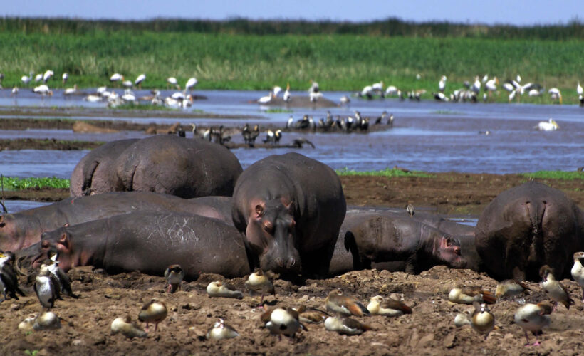 manyara2